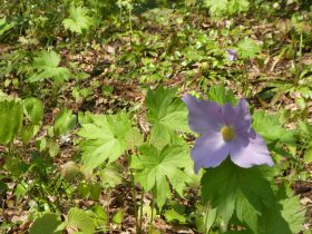 (シラネアオイ)