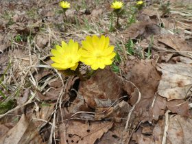 (フクジュソウ)