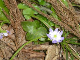 (雪割草(二段咲))